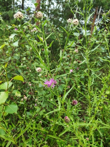 Brown Knapweed
