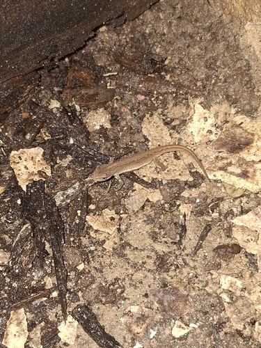 Smooth Newt