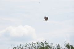 Accipiter nisus