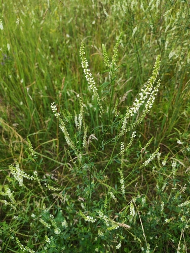 White Sweetclover