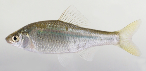 Striped bitterling (Acheilognathus cyanostigma) — Cyprinidae — 3
