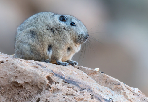 Atlas Gundi