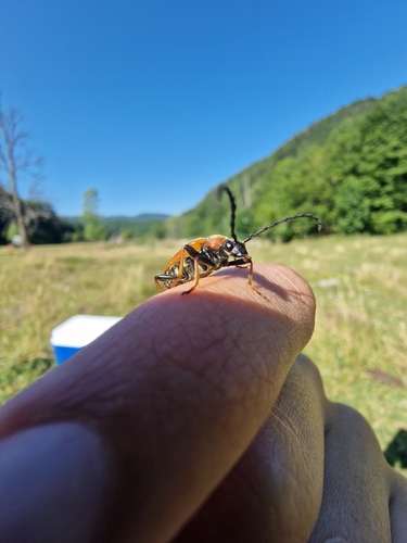 Red Pine Longhorn Beetle