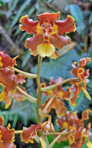 None (Otoglossum arevaloi)
