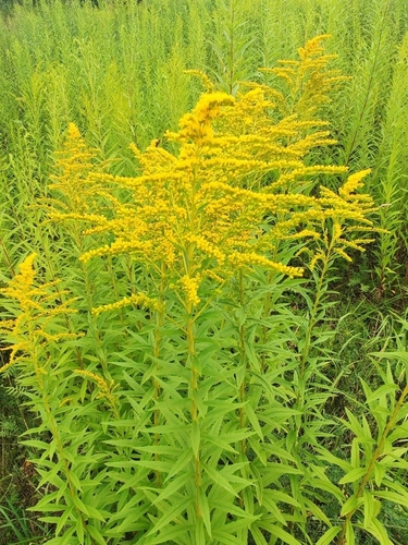 Canada goldenrod