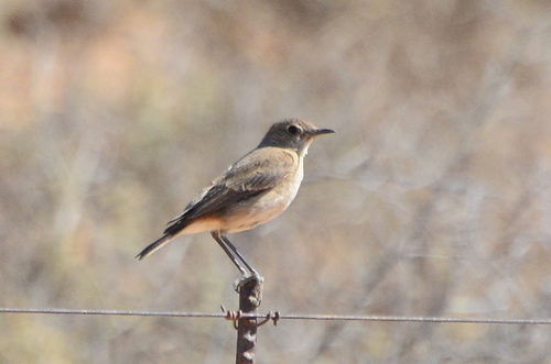 iNaturalist image