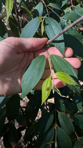 scrub turpentine