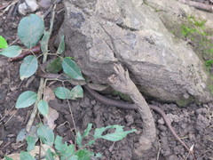 Psammodynastes pulverulentus