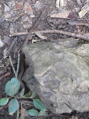 Psammodynastes pulverulentus