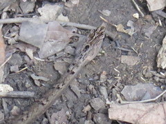 Psammodynastes pulverulentus