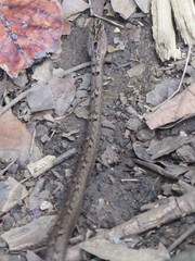 Psammodynastes pulverulentus