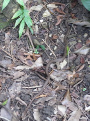 Psammodynastes pulverulentus