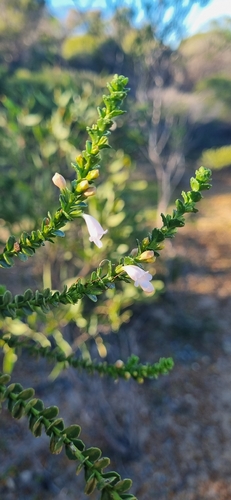 Eremophila brevifolia