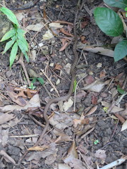 Psammodynastes pulverulentus