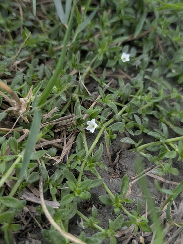 Dentella repens observed 2026-07-29
