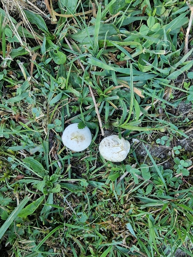 Meadow Puffball