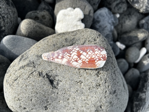 Conus aulicus observed 2026-07-20