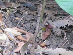 Psammodynastes pulverulentus