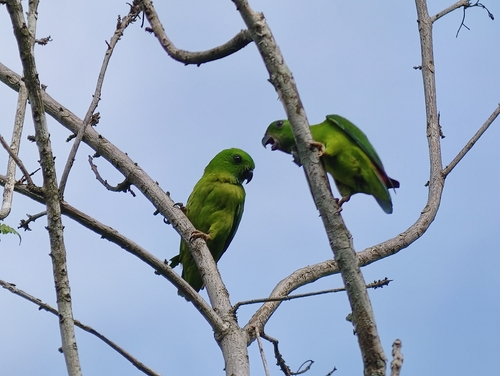 Blue-crowned Hanging Parrot (Loriculus galgulus), photo 6