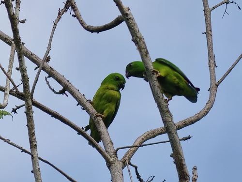 Blue-crowned Hanging Parrot (Loriculus galgulus), photo 7
