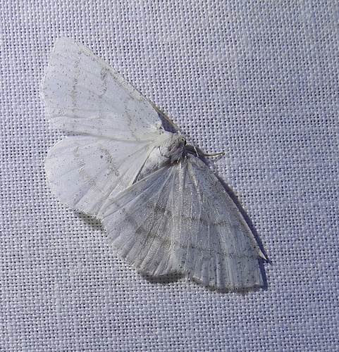 Common White Wave photo 4