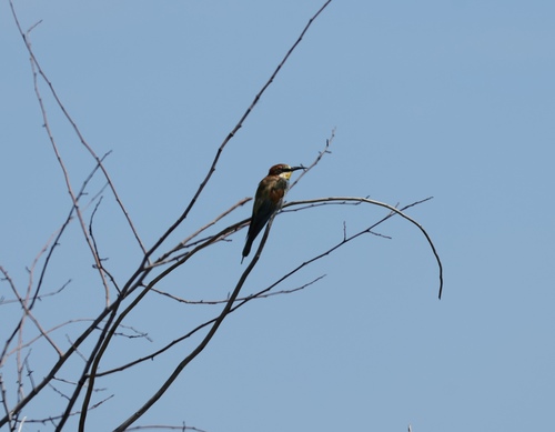 European Bee-eater
