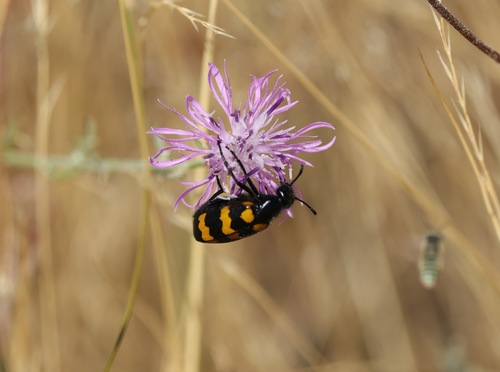 Mylabris variabilis
