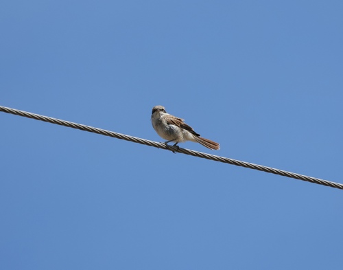 Red-backed Shrike