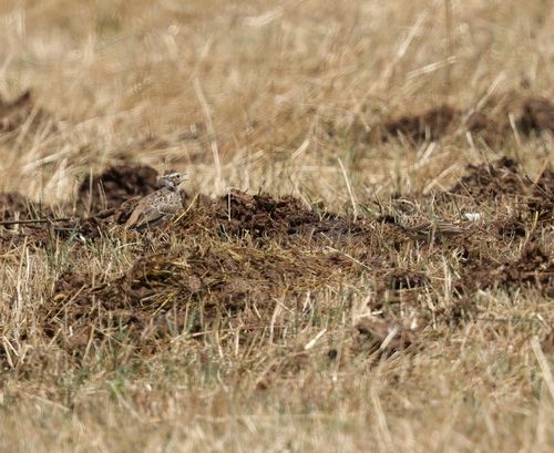 Woodlark