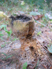 Scleroderma meridionale