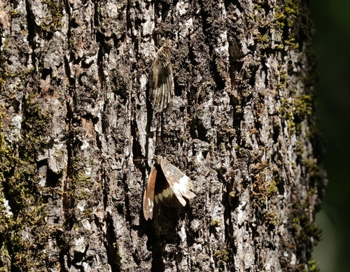 Woodland Grayling