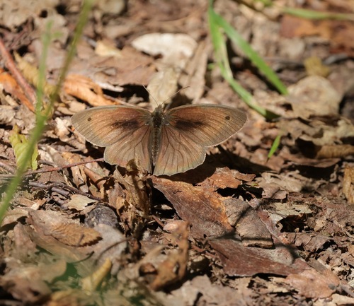 Meadow Brown