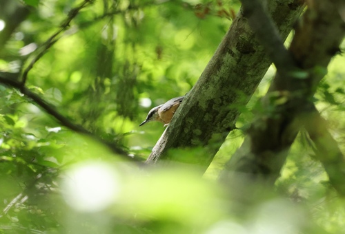 Eurasian Nuthatch