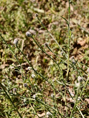 Centaurea ambigua, photograph 3