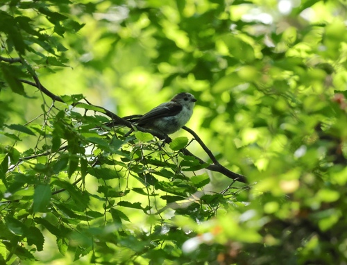 Long-tailed Tit