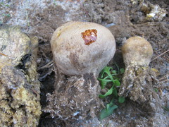 Scleroderma meridionale