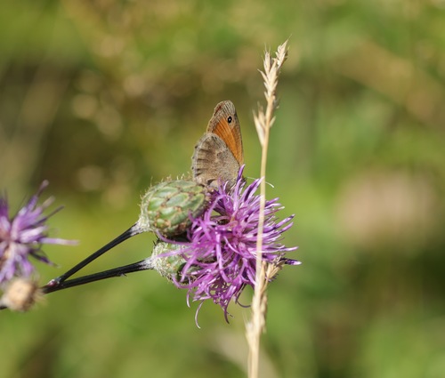 Small Heath