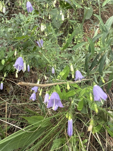 Adenophora potaninii wawreana