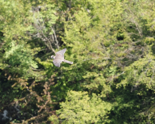 Peregrine Falcon