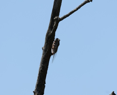 Common Cicada