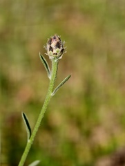 Centaurea ambigua, photograph (c) fmunoz, some rights reserved (CC BY)