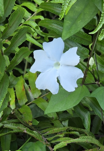Thunbergia fragrans, photograph 5