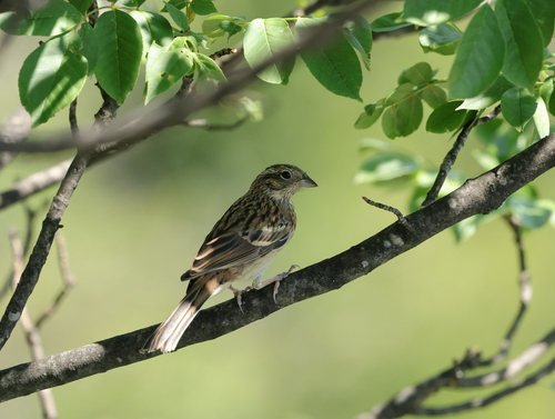 Cirl Bunting