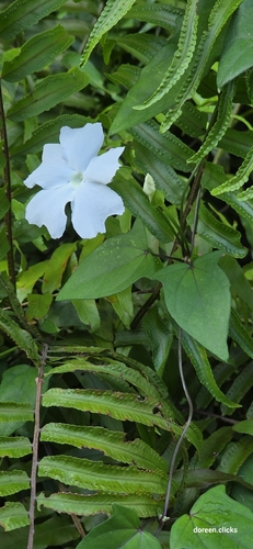 Thunbergia fragrans, photograph 6