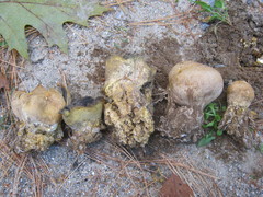 Scleroderma meridionale