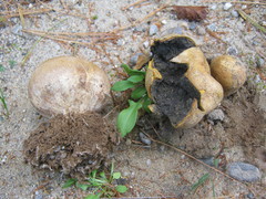 Scleroderma meridionale