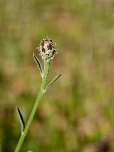 Centaurea ambigua, photograph 1