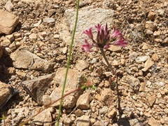 Allium parishii