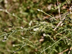 Centaurea ambigua