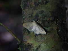 Blepharomastix ranalis
